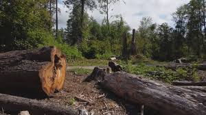 Best Tree Cabling and Bracing  in Kendallville, IN