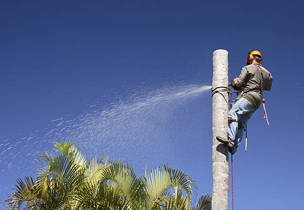 Best Lawn Pest Prevention  in Kendallville, IN