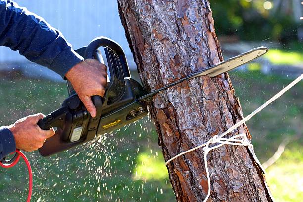 Leaf Removal in Kendallville, IN