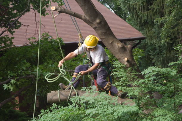 Kendallville, IN Tree Care Company