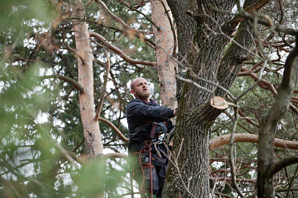 Best Tree Mulching  in Kendallville, IN