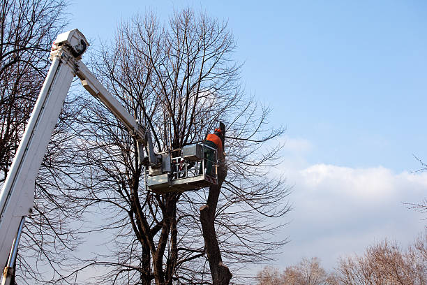 How Our Tree Care Process Works  in  Kendallville, IN